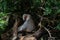 Gray hairy baboon monkey on a tree