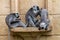 Gray or Hanuman Langurs