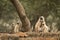 Gray or Hanuman langurs or indian langur or monkey mother with her baby at ranthambore national park or tiger reserve rajasthan