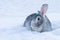 gray hare in the snow, snow bunny, outdoors.