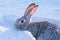 gray hare in the snow, snow bunny, outdoors.