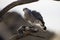 Gray Hawk resting on a tree branch