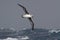 gray-headed albatross flying over the waves of the Atlantic storm