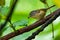 Gray-headed Canary-flycatcher perching on a perch with little caterpillar in its beak