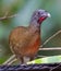 Gray-headed Chachalaca