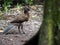 Gray-headed chachalaca, Ortalis cinereiceps, is a large bird staying in flocks. Pictured male. Costa Rica