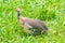 Gray helmeted guineafowl bird