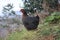 Gray hen looking for food in the farm yard. Chickens. Free Range and Hens