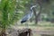 Gray heron