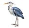 Gray heron Ardea cinerea