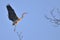 Gray Heron (Ardea Cinerea) in flight