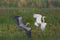 Gray heron ardea cinerea in flight with white egret egretta alba