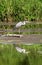 Gray heron Ardea cinerea is hunting on the river