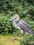 Gray Heron, Ardea goliath, is the largest heron, living in Africa