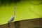 Gray heron, the bird stands in a green pond, algae bloomed