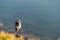 Gray heron close view standing on the beach