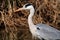 Gray heron fisherman bird lakes and rivers in europe