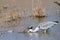 Gray heron fisherman bird lakes and rivers in europe