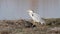 Gray heron fishing in European swamps italy