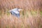 A gray heron flying in a salt marsh.