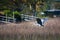 A gray heron flying in a salt marsh.