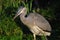 Gray Heron hunting in the night