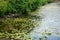 The gray heron hunts in a moat near Spandau Citadel in August. Berlin-Spandau, Germany.