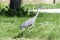 Gray heron landing in the city, AirÃ²n, Airone cenerino, Ardea cinerea