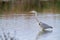Gray heron marsh bird hunter of amphibians and fish