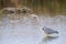 Gray heron marsh bird hunter of amphibians and fish