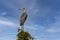 Gray heron in Parco Naturale della Maremma, Tuscany, Italy