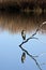 Gray heron perching on limb