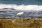 Gray Heron on the shores of the Mediterranean Sea in Israel