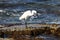 Gray Heron on the shores of the Mediterranean Sea in Israel