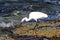 Gray Heron on the shores of the Mediterranean Sea in Israel