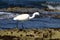 Gray Heron on the shores of the Mediterranean Sea in Israel