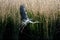 Gray heron - a species of large water bird with a slender figure with a long curved neck