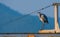 Gray heron standing on a metal crossbeam