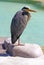 Gray heron standing on a stone near water