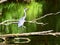 Gray heron standing on a tree branch spread wings a very natural beautiful view.