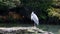 A gray heron stands on one leg