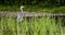 The gray heron stands in the swamp while hunting for small fish and frogs. He shakes his head, straightening his neck