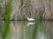 Gray heron taking a water ride, lake ivars and vila sana, lerida, spain, europe