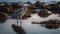 Gray heron wading in tranquil pond, fishing in natural beauty