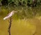 Gray heron waiting to catch fish in pond.