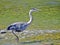 The gray heron walks in the shallow water