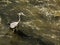 Gray heron walks in the Yantra river