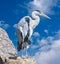 Gray heron watching prey from a rock. Wilhelma, Struttgart