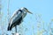 Gray heront, Ardea cinerea, massive long-legged wading bird with long neck, curved beak sits high in tree, migration birds of
