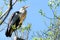 Gray heront, Ardea cinerea, massive long-legged wading bird with long neck, curved beak sits on tree, migration birds of family
